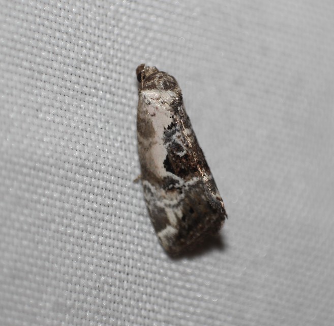 Hapalotis venustula - rózsaszínű mázasbagoly