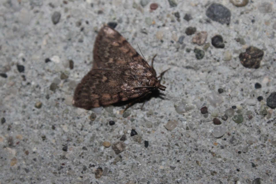 Aglossa pinguinalis - zsiradékmoly