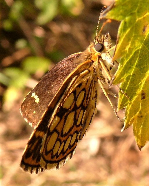 Heteropterus morpheus - tükrös busalepke