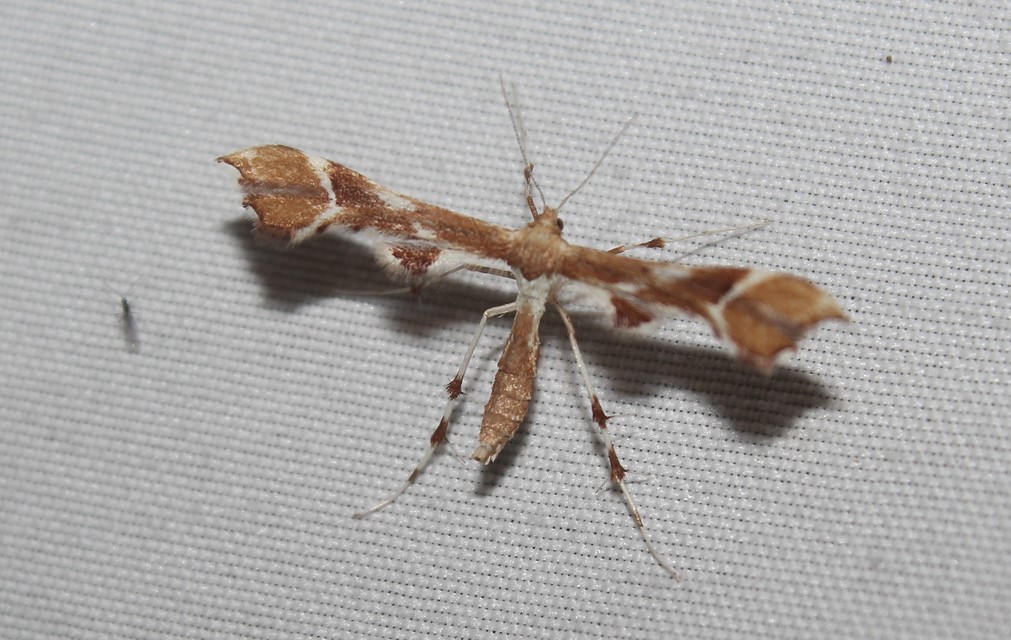 Cnaemidophorus rhododactyla - rózsabogyó-tollasmoly