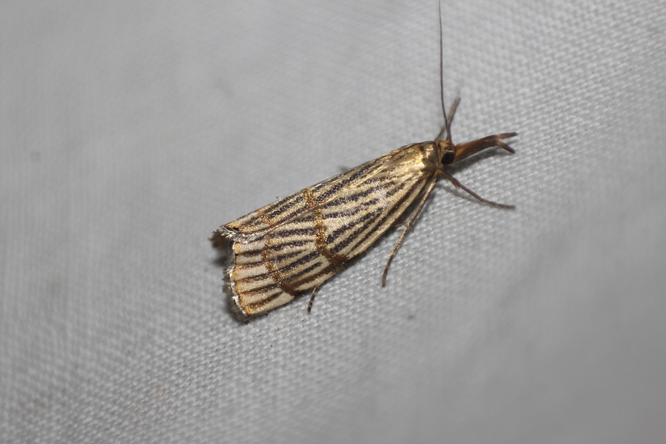 Chrysocrambus linetella - déli fűgyökérmoly