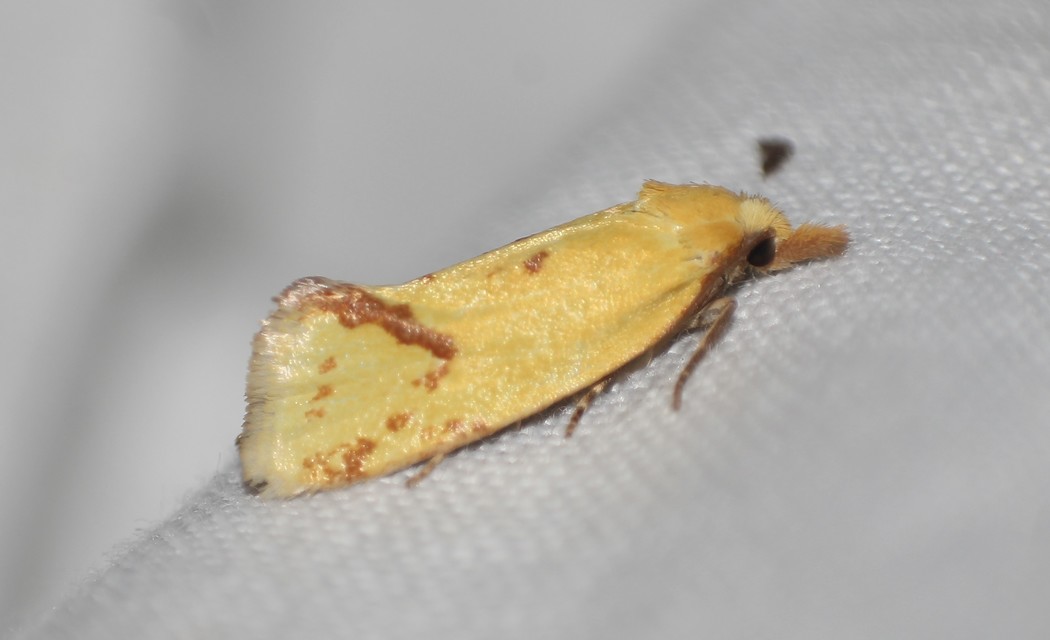Agapeta hamana - közönséges sárgamoly
