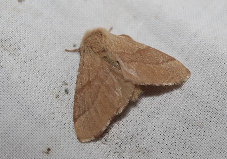 Malacosoma neustria - gyűrűsszövő