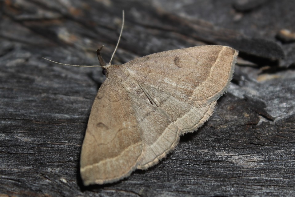 Pechipogo plumigeralis - tollascsápú karcsúbagoly