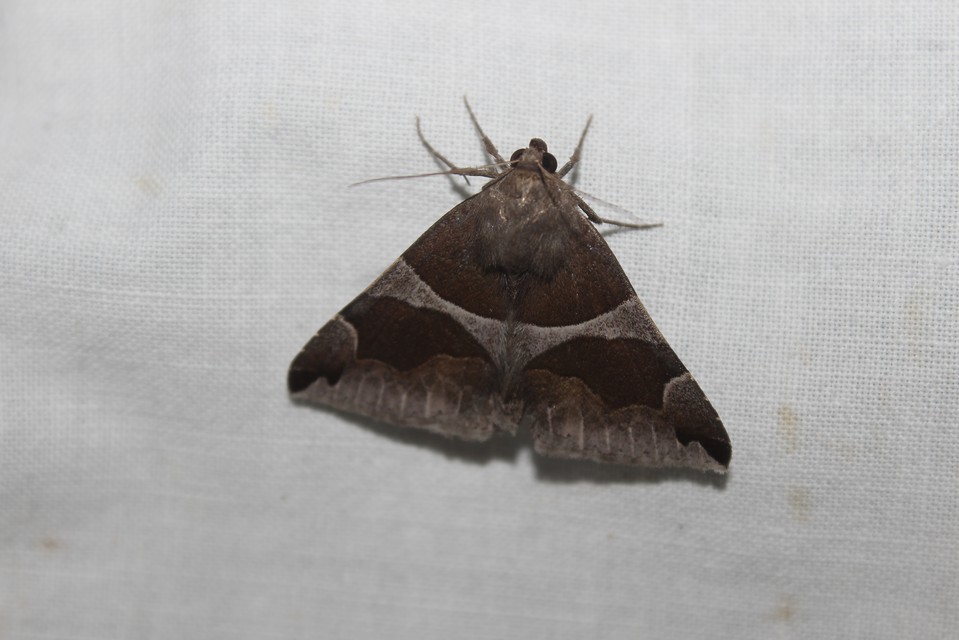 Dysgonia algira - déli porcelánbagoly