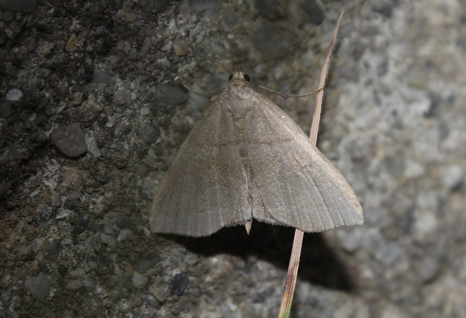 Herminia tarsicrinalis - szőröslábú karcsúbagoly