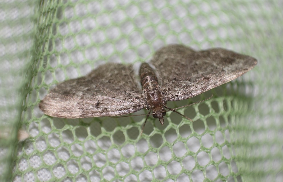 Pasiphila chloerata - hamvas törpearaszoló
