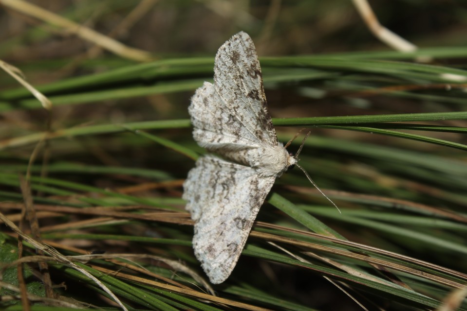 Ascotis selenaria - holdas faaraszoló