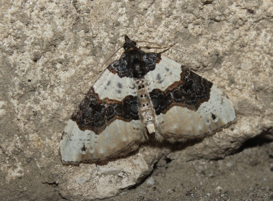 Cosmorhoe ocellata - szemes galajaraszoló