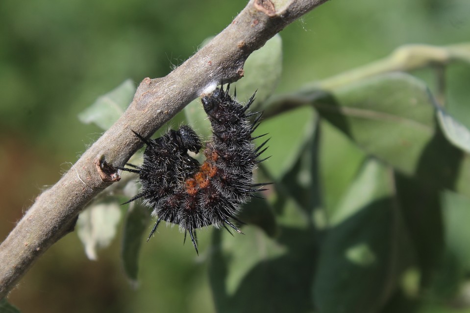 Nymphalis antiopa - gyászlepke
