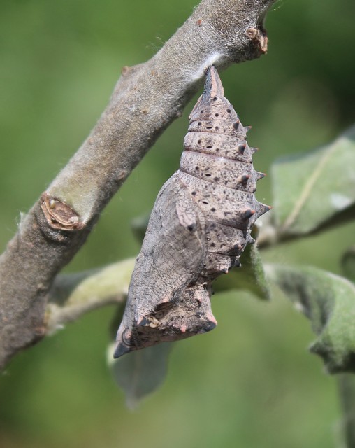 Nymphalis antiopa - gyászlepke