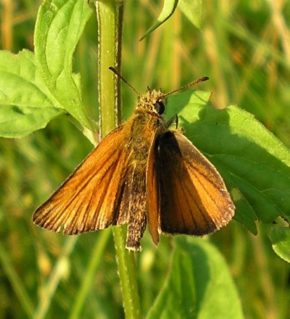 Thymelicus lineola - vonalas busalepke