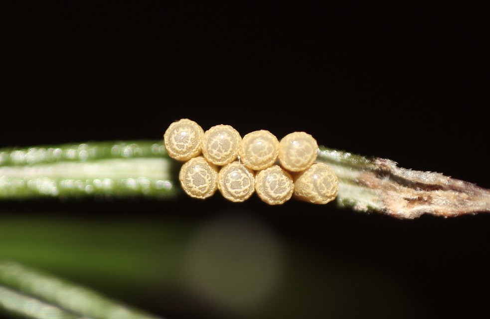 Vilpianus galii Vilpianus galii