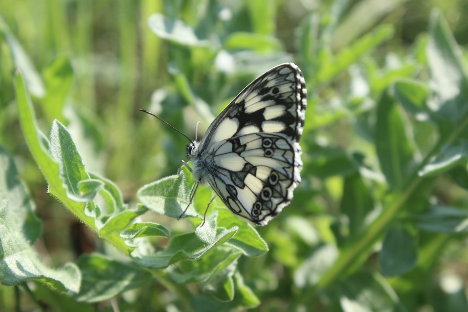 Melanargia galathea - sakktáblalepke