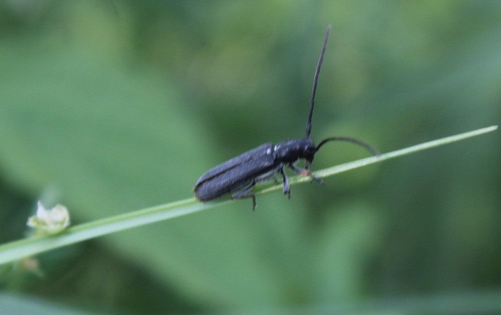 Phytoecia cylindrica - medvelapucincér