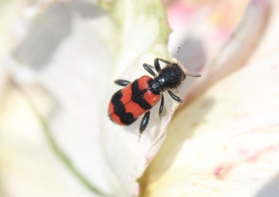 Trichodes apiarius - szalagos méhészbogár