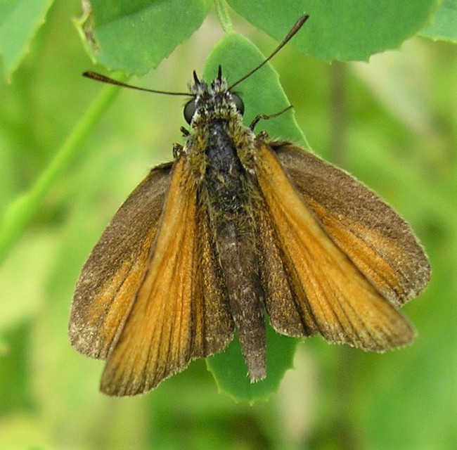 Thymelicus lineola - vonalas busalepke