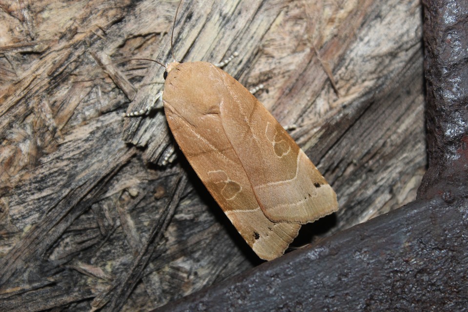 Noctua fimbriata - szélessávú sárgafűbagoly