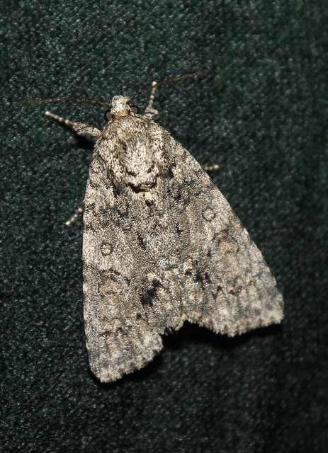 Acronicta rumicis - sóska-szigonyosbagoly