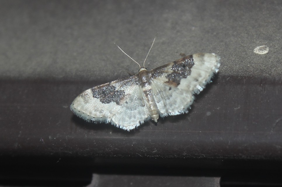 Idaea rusticata - tarka apróaraszoló