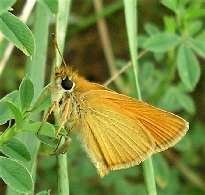 Thymelicus lineola - vonalas busalepke