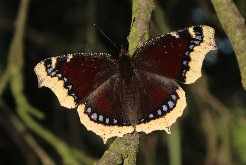 Nymphalis antiopa - gyászlepke