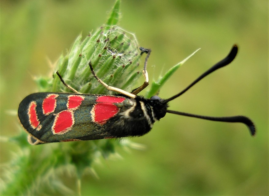 Zygaena carniolica - fehérgyűrűs csüngőlepke