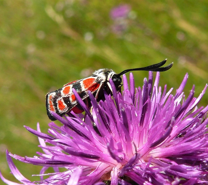 Zygaena carniolica - fehérgyűrűs csüngőlepke