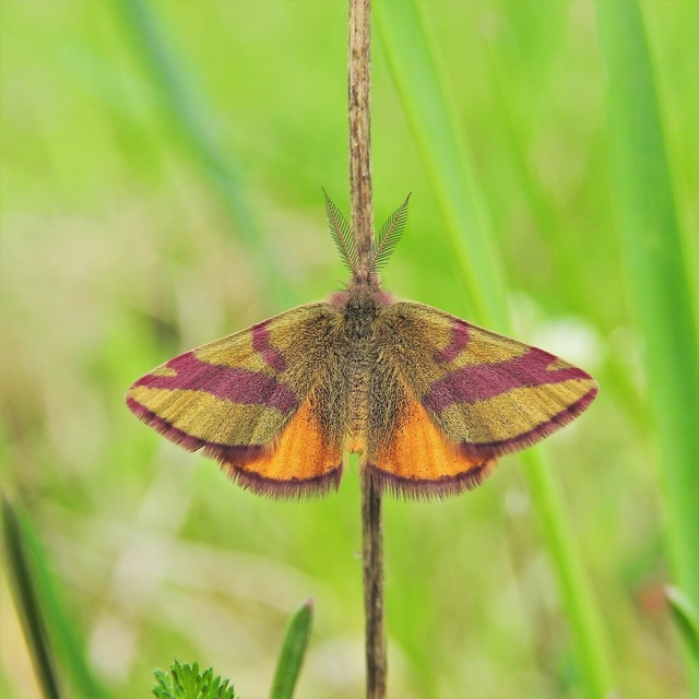 Lythria cruentaria - bíborcsíkos araszoló