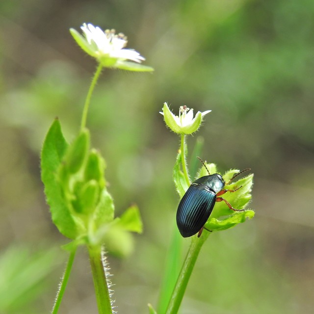 Amara saphyrea - azúrkék közfutó Amara saphyrea - azúrkék közfutó