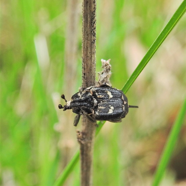 Valgus hemipterus - suta virágbogár