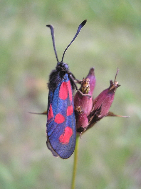 Zygaena loti - közönséges csüngőlepke