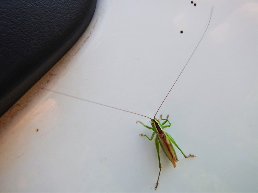 Conocephalus fuscus - kis kúpfejűszöcske