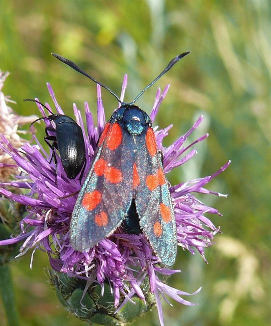 Zygaena filipendulae - acélszínű csüngőlepke