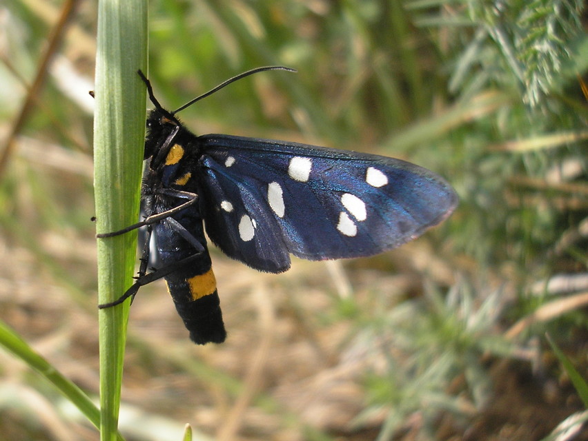 Amata phegea - fehérpettyes álcsüngőlepke