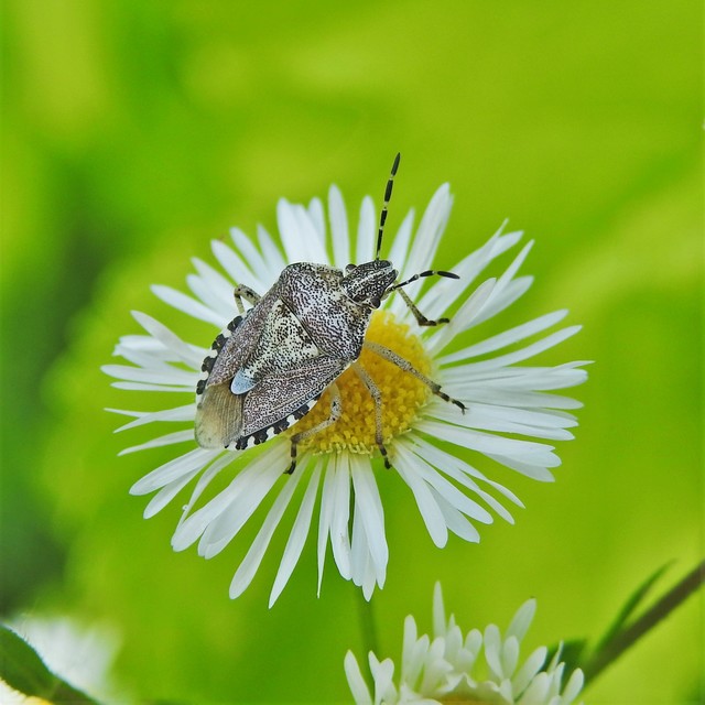 Dolycoris baccarum - közönséges bogyómászó-poloska