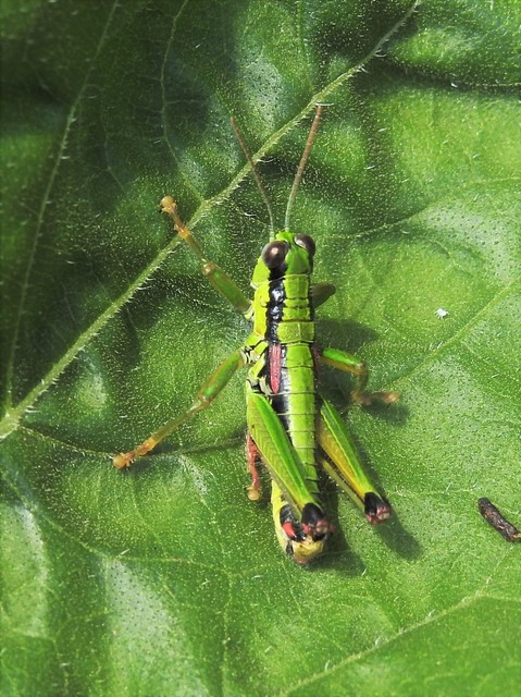 Odontopodisma rubripes - erdélyi hegyisáska