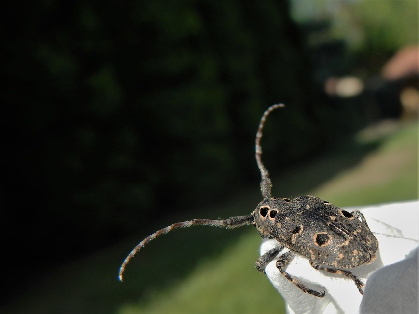 Mesosa curculionoides - szemfoltos cincér