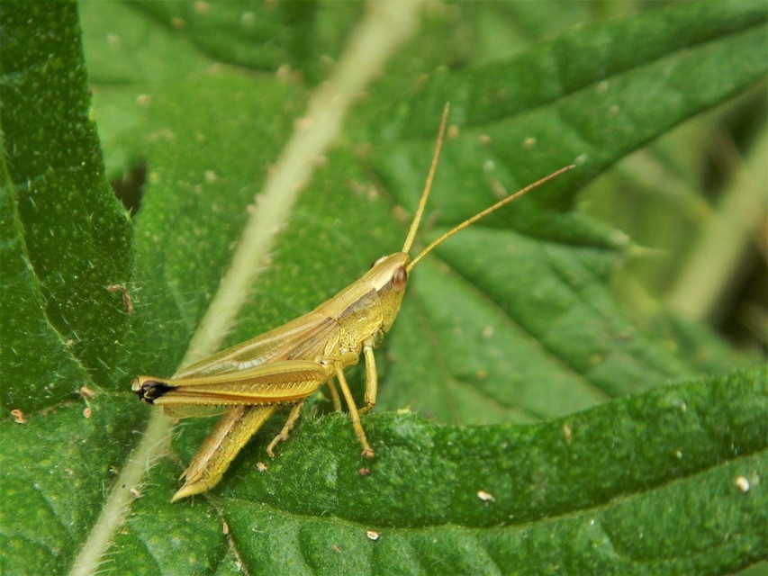 Chrysochraon dispar - aranyos sáska