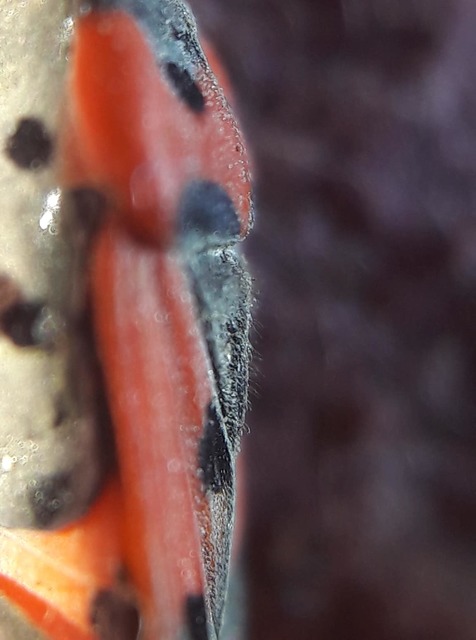 Lygaeus simulans - hamis lovagbodobács