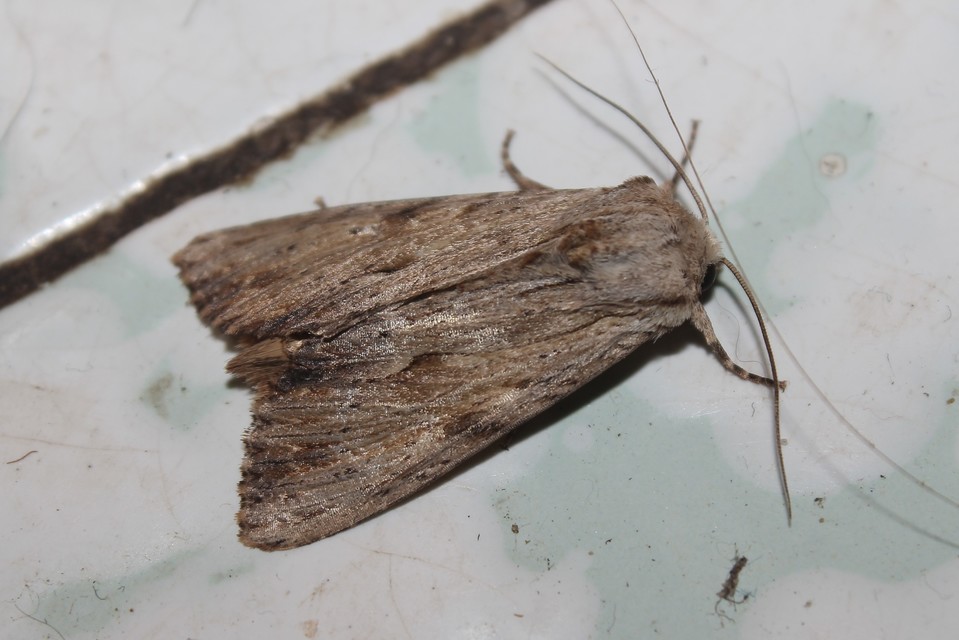 Apamea lithoxylaea - fakó dudvabagoly