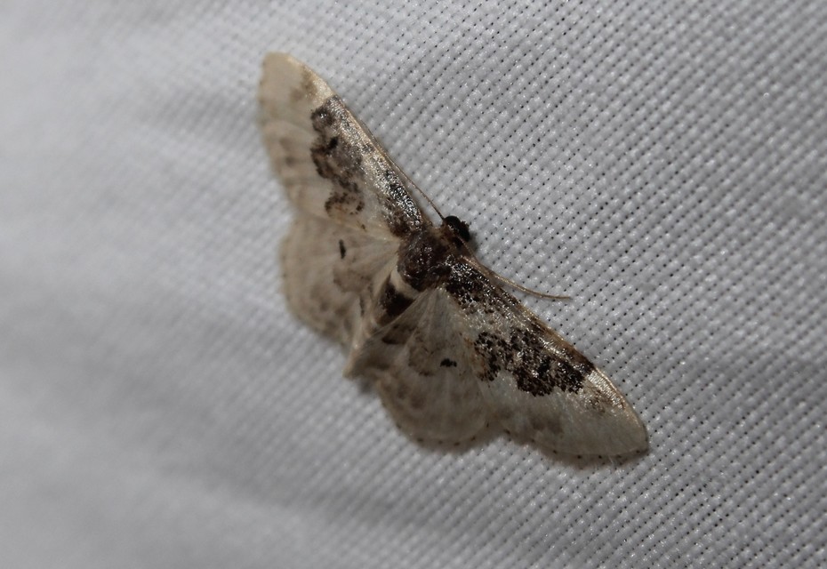 Idaea rusticata - tarka apróaraszoló