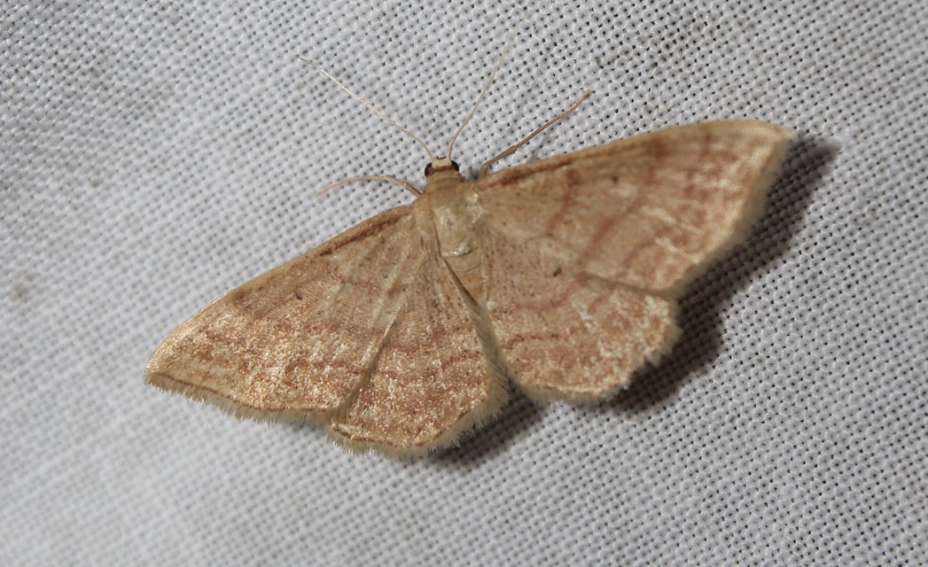 Idaea rufaria - vörhenyes sávosaraszoló
