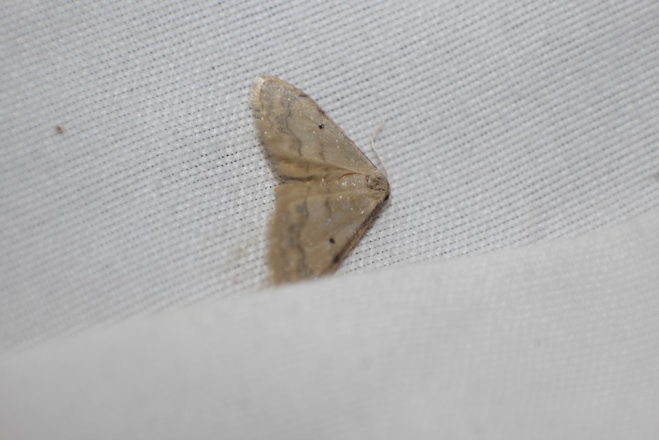 Idaea politaria - vonalas apróaraszoló