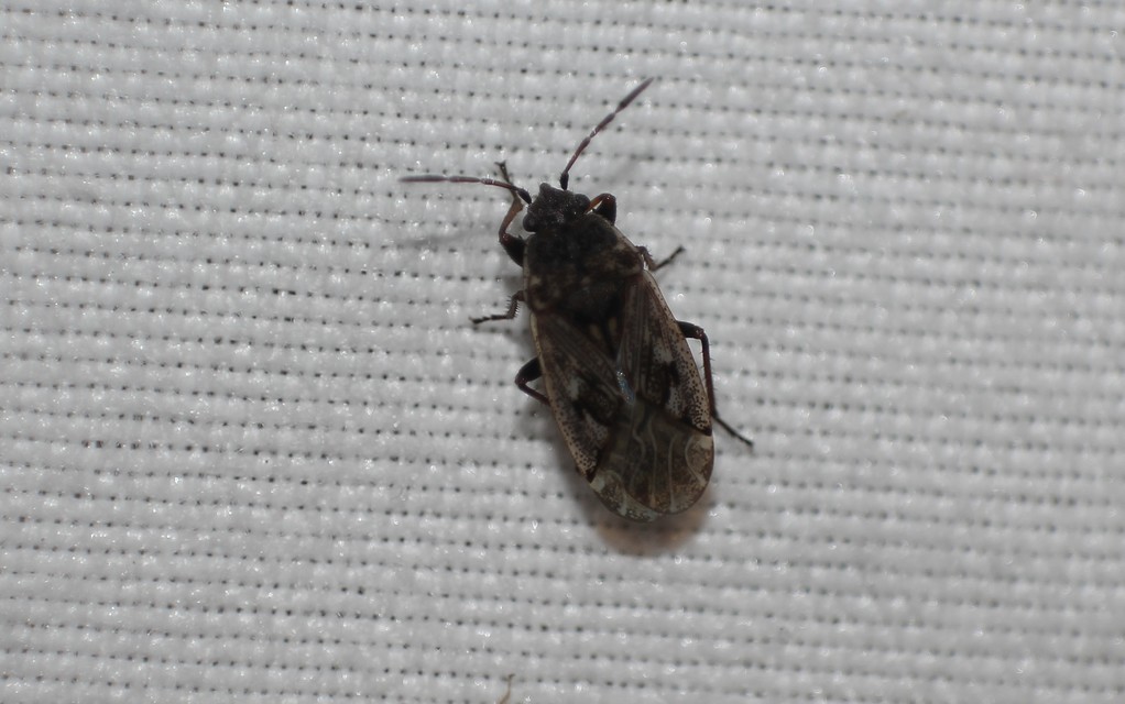 Sphragisticus nebulosus - foltos bodobács