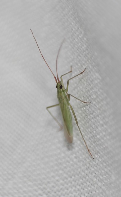 Trigonotylus