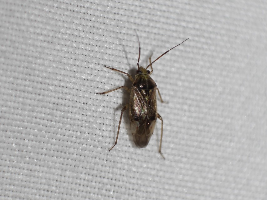 Lygus rugulipennis - molyhos mezeipoloska