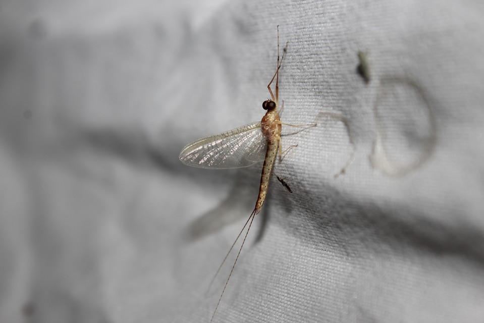 Potamanthus luteus - folyamvirág