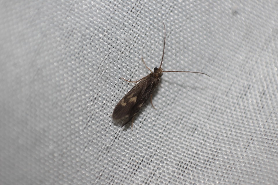 Trichoptera - Tegzesek