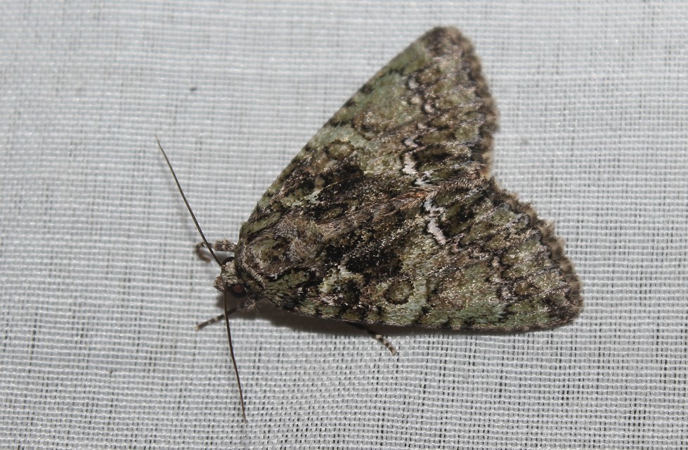 Polyphaenis sericata - selyemfényű erdeibagoly